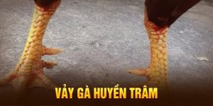 Vảy gà huyền trâm - Bí quyết chọn chiến kê cùng 23Win